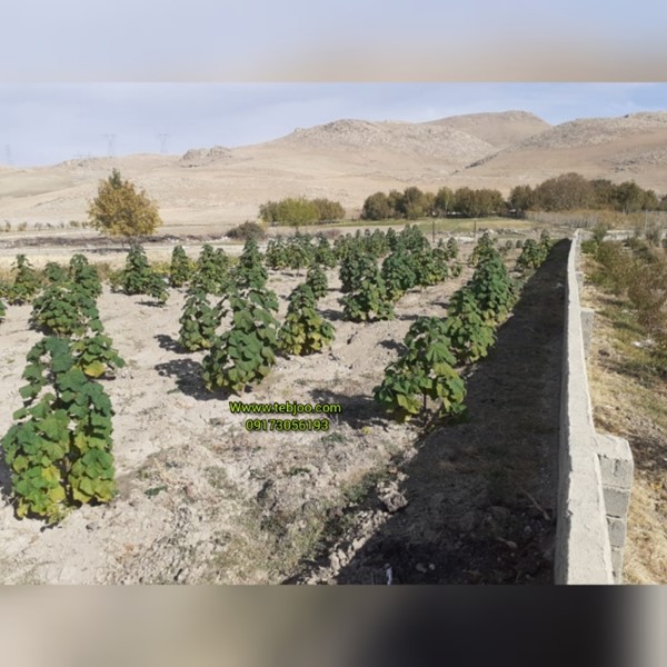 باغ پالونیا هیبرید لرستان  درخت پالونیا لرستان درخت پالونیا هیبرید طب جو در شیراز زراعت چوب پالونیا نهال ریشه دار پالونیا هیبرید 